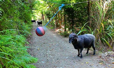 Turns Out Everyone Loves Tetherball