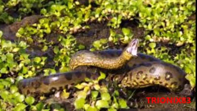 ANACONDAS GIGANTES REALES- Anacondas mas grandes del mundo – Animales salvajes