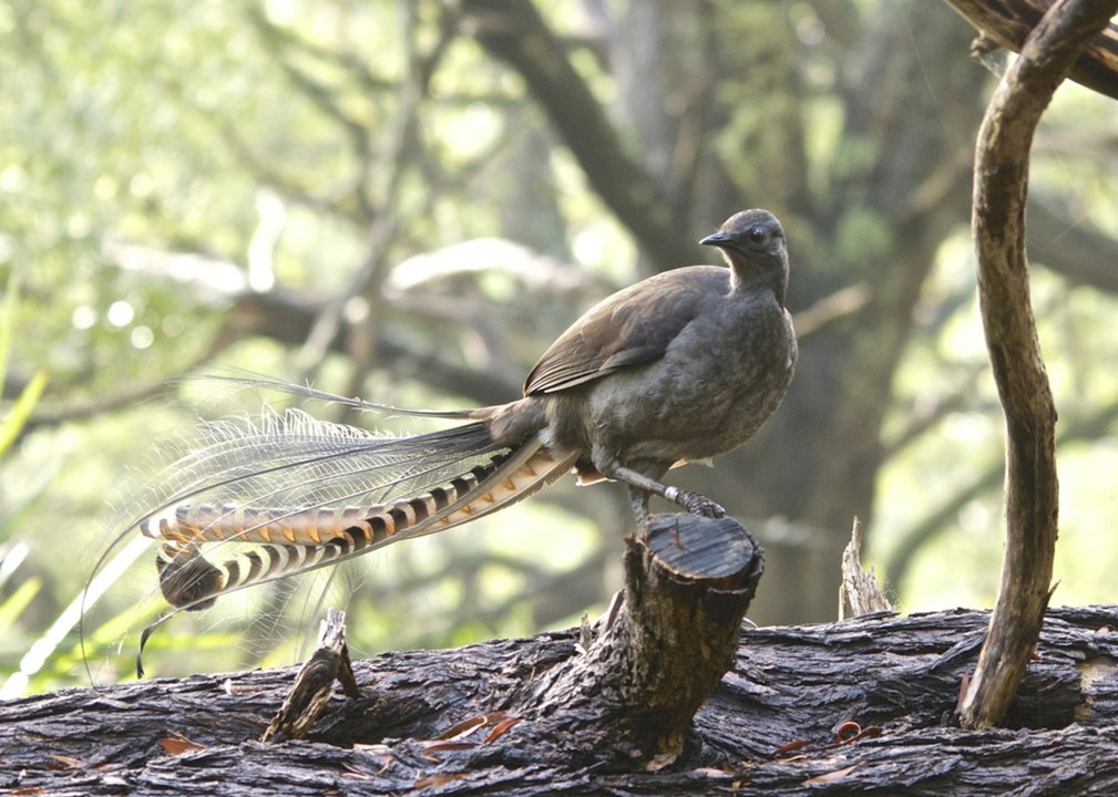 5 Animals With Unusual Superpowers