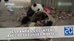 Des pandas font tourner en bourrique une soigneuse venue nettoyer leur enclos