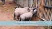 Des bébés rhinocéros pleurent quand ils n'ont plus à boire !