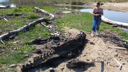 Deniz Kıyısında Dev Canlı Kalıntısına Rastladılar