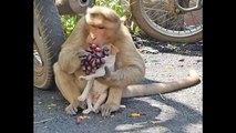 Una scimmia adotta un cucciolo di cane...ecco le immagini!
