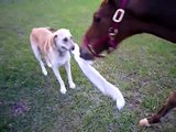 Questo Cane Giocherellone afferra un Asciugamano Inseguendo il Cavallo: Ma Guardate la Reazione…Inaspettato!!!