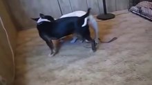 Animals Channel Dog health care, funny dog, dogs and human 2016 #Part 1