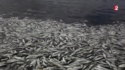 Des milliers de sardines mortes asphyxiées au Chili !