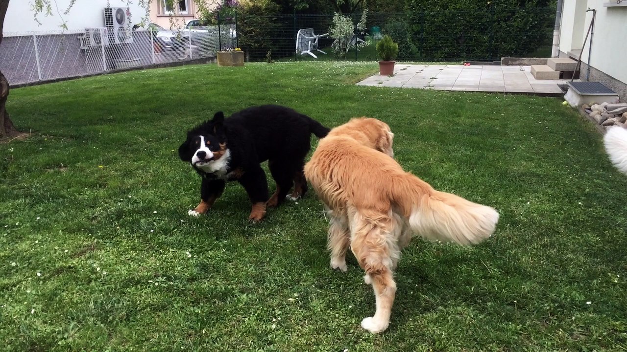 Visite chez des voisines bouvier bernois