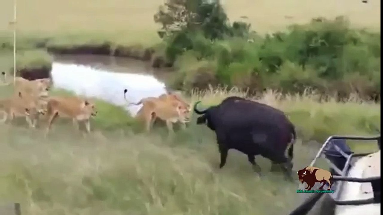 15 CRAZIEST Animal Fights Caught On Camera #6 - Lion,Buffalo,Giraffe,Leopard,Zebra,Hyena,Wild dogs