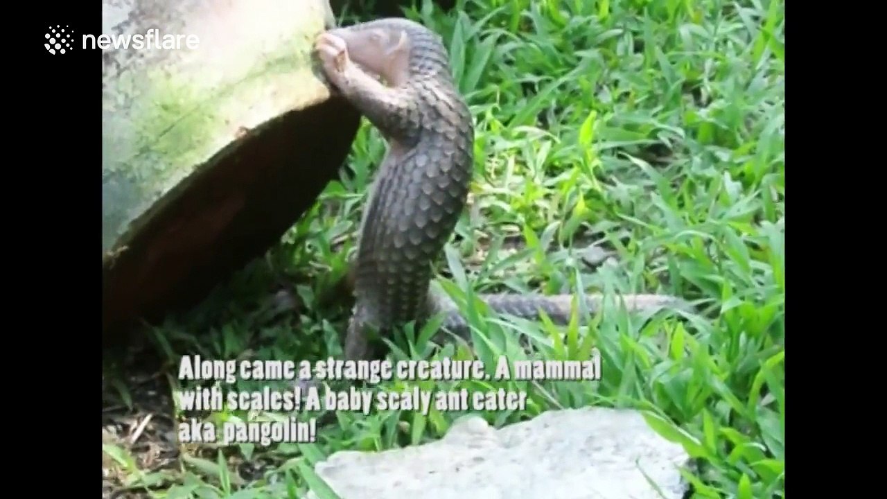 Wild baby animals rescued after being orphaned