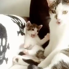¡Copión! Este lindo gatito intenta imitar a su madre mientras se asea