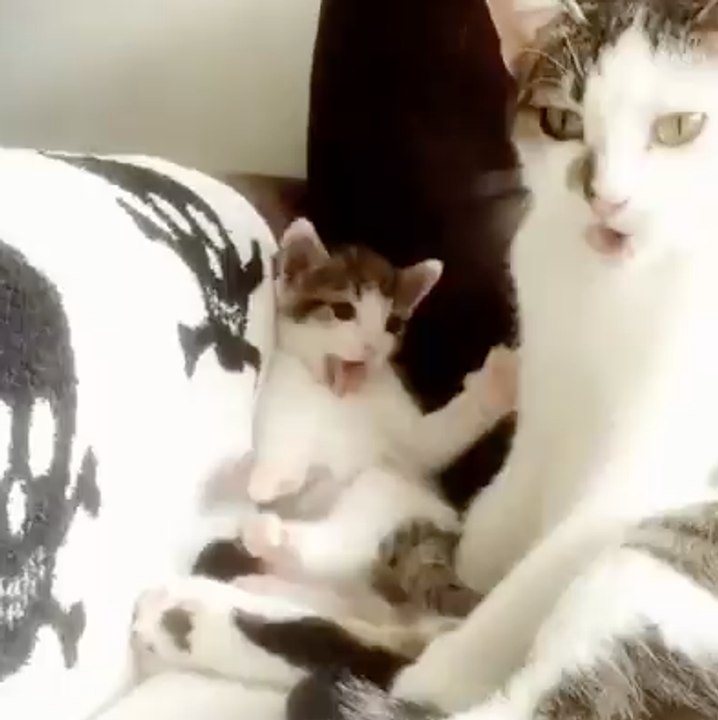 ¡Copión! Este lindo gatito intenta imitar a su madre mientras se asea