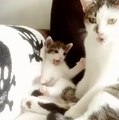 Copycat! Cute kitty tries to copy its mother washing herself.