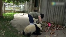 Pas facile de nettoyer l'enclos de bébés pandas