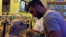 Un chien tente de se faire pardonner d’une drôle de manière