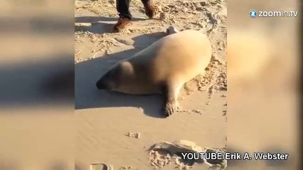 Un Labrador et un phoque amoureux en France