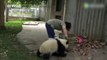 Elle rencontre de grandes difficultés pour nettoyer un enclos de bébés pandas