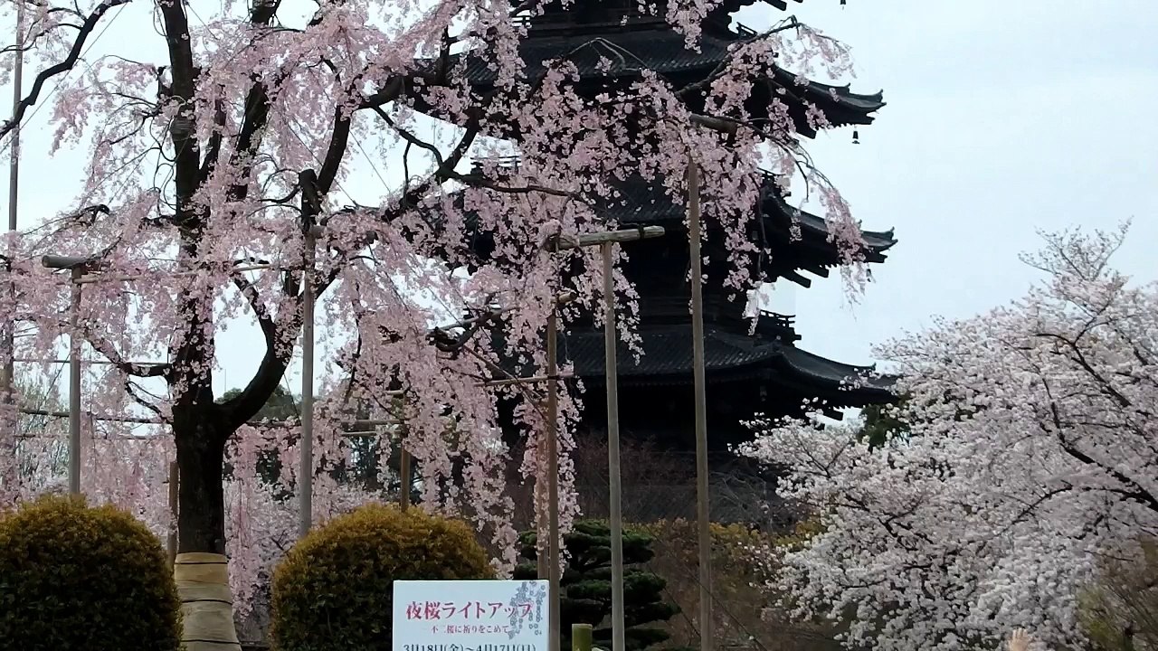 It is a world heritage of Kyoto. Sakura of Toji