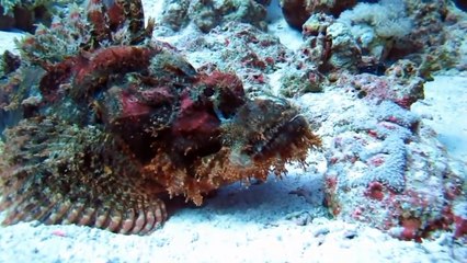 Top 10 des animaux les plus venimeux du monde