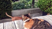 Un chat défend un chien contre un autre chat !
