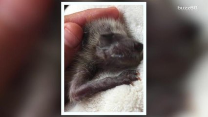Cab Driver Saves Baby Raccoon From Bar