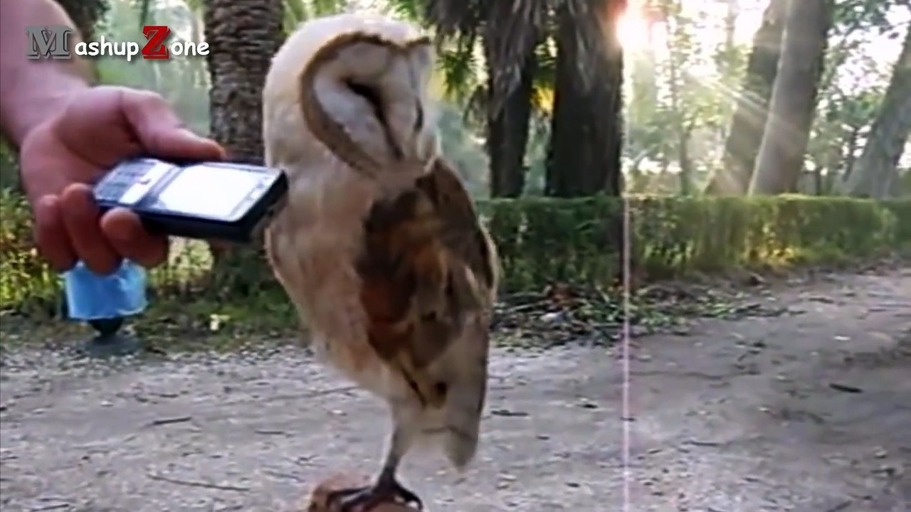 Owl - A Funny Owls And Cute Owls Compilation