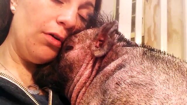 Il Suo Maialino Malato è Terrorizzato dai Rumori Forti dell’ospedale : Ma Guardate Cosa fa la sua Padrona !!!