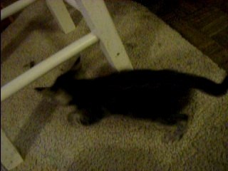 adorable kittens playing