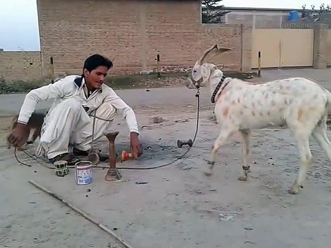 Funny Goat Very Funny Video Clips Funny Pranks Pakistani Funny Videos