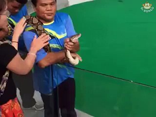 Snake kisses