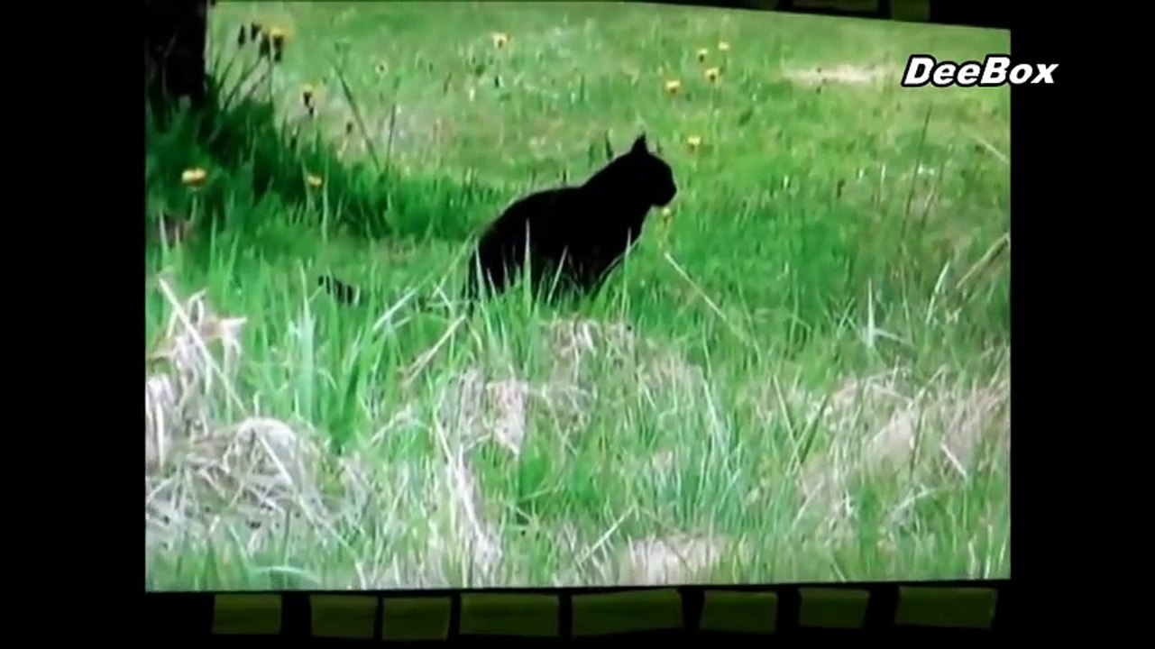 Eagle Attack Went WRONG Part 2 2015 - unseen before