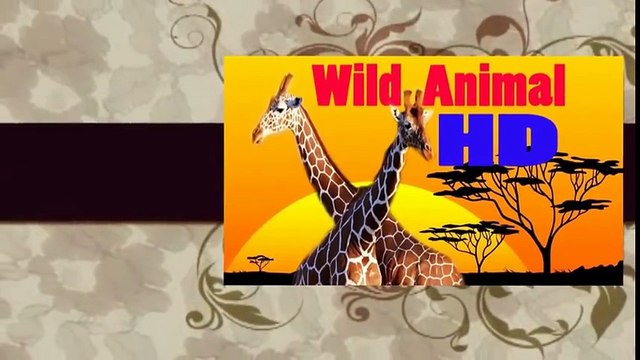 Eagle attacks Wolf, Cat, Cangaroo,Dog,other Animals - Animal Attack Video Compilation