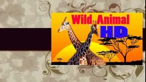 Eagle attacks Wolf, Cat, Cangaroo,Dog,other Animals - Animal Attack Video Compilation