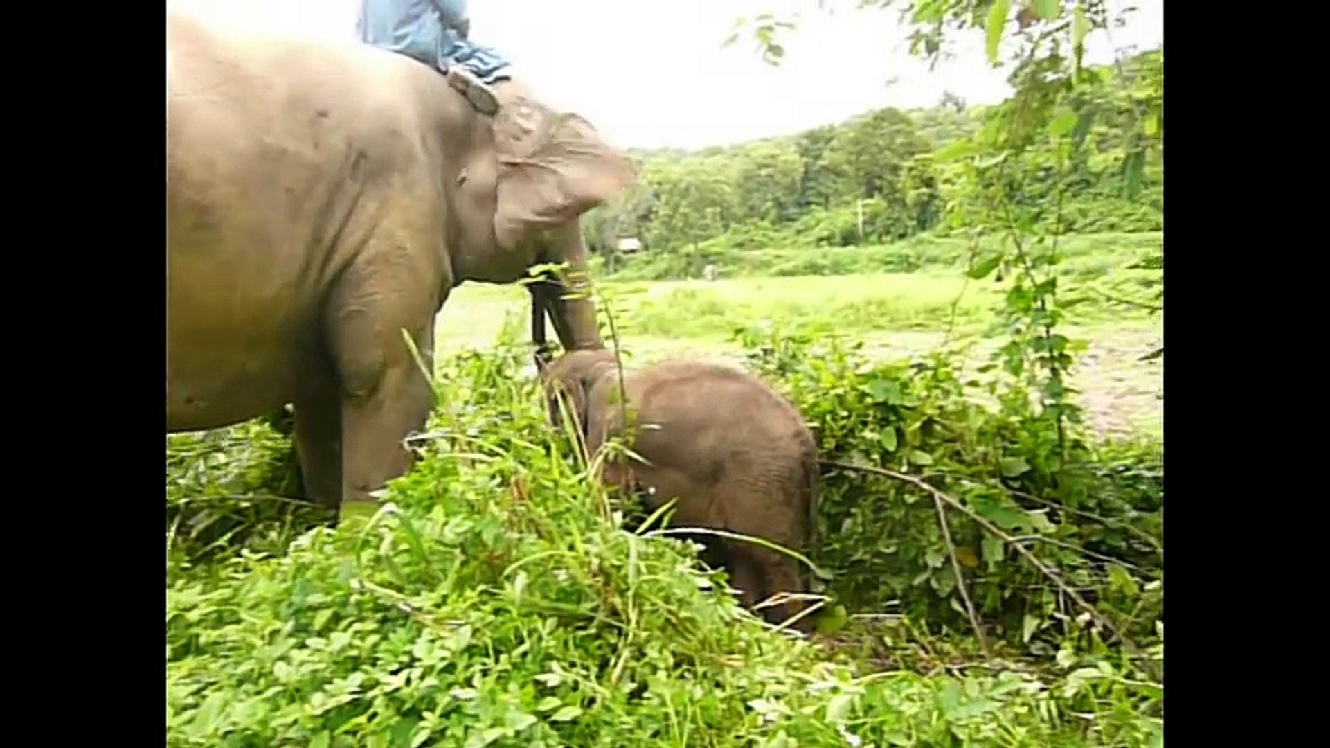 ⁣Elephant   Natural life   Wildlife   Animal planet   Animal Forest   Wild Documentary