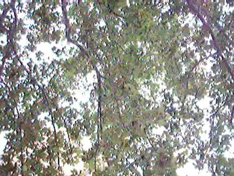 trailer sampler andrei