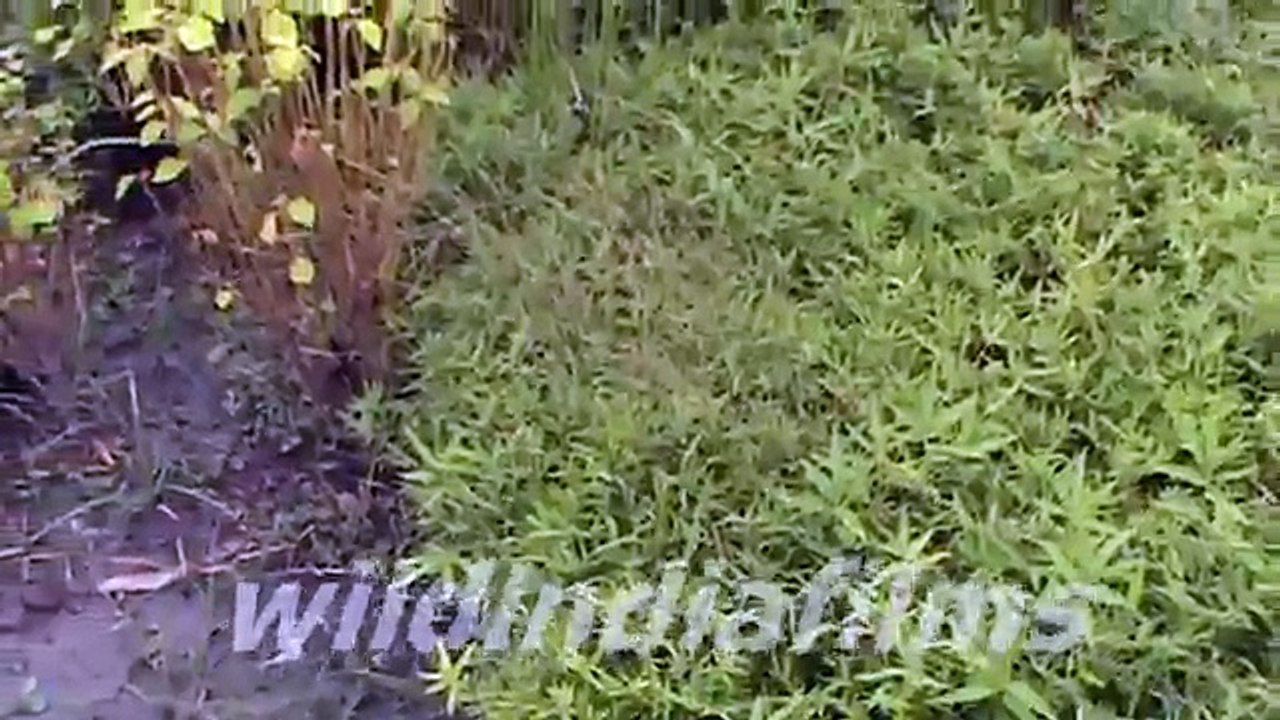 Dwarf Bamboo - Dwarf Variegated Leaf Bamboo Plants in kolkata ecopark by wildindiafilms