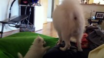 2 Japanese Spitz Playing On The Bean Bag