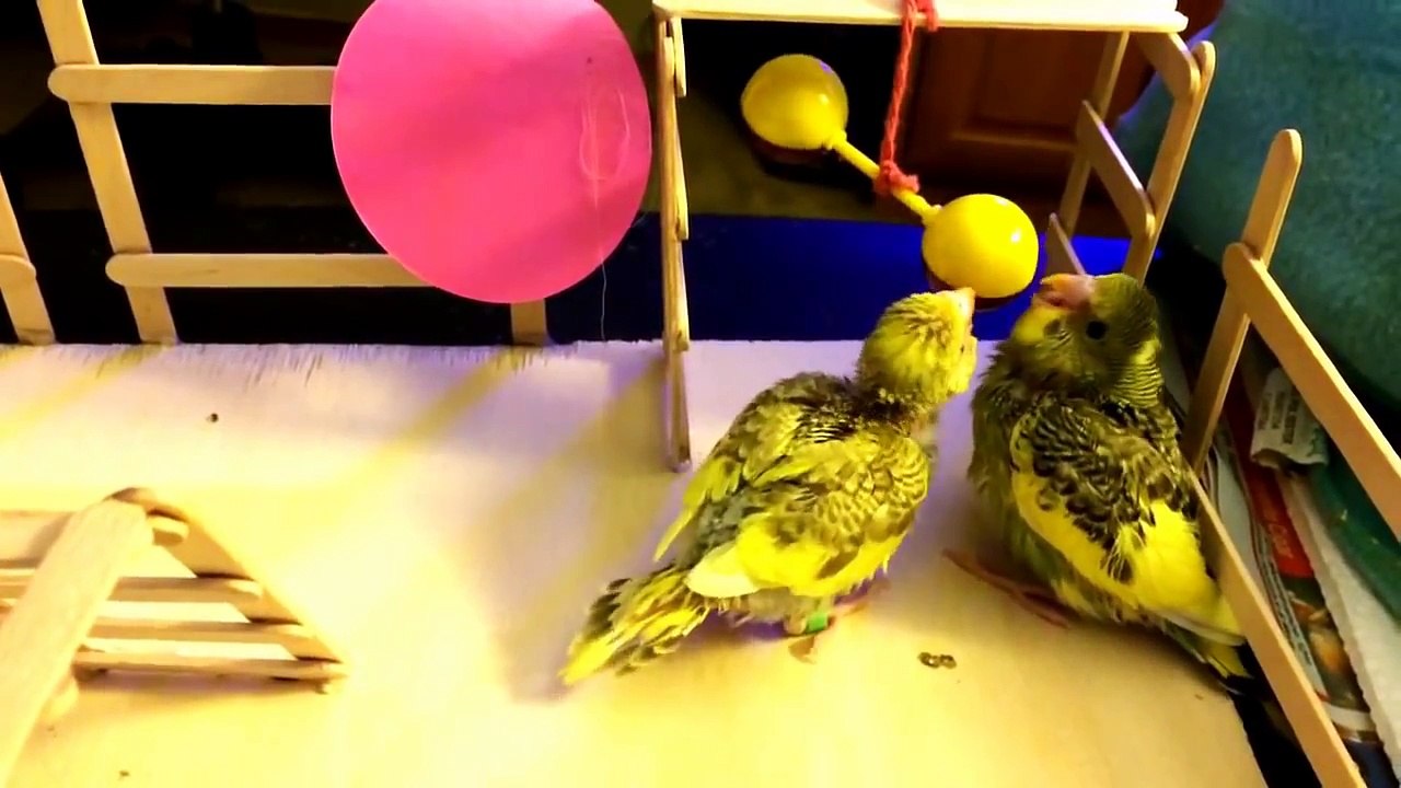 Periquitos jugando