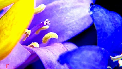 AMERICAN WILD FLOWERS NO AMERICAN HAS SEEN