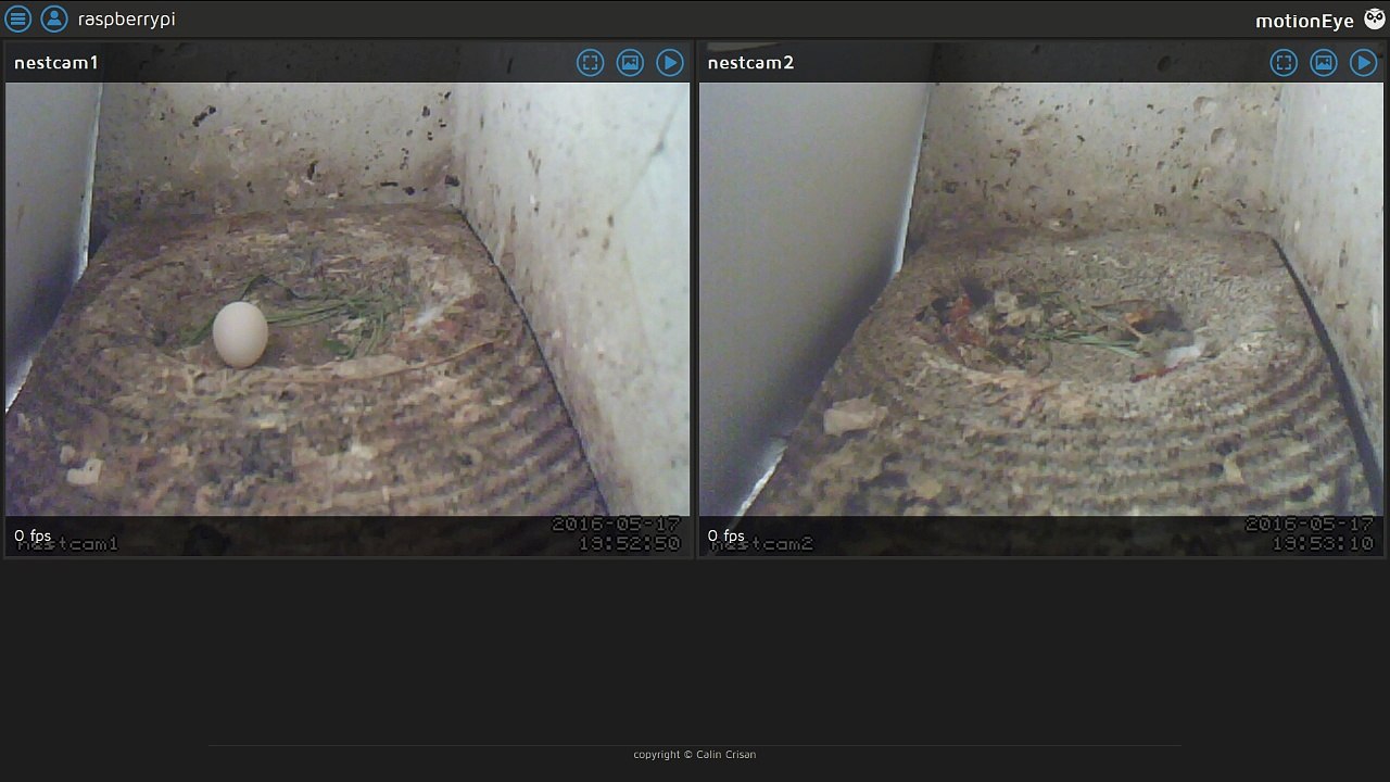 Mauersegler Nestcam 2016.03 - 17. Mai - Ein erstes Ei