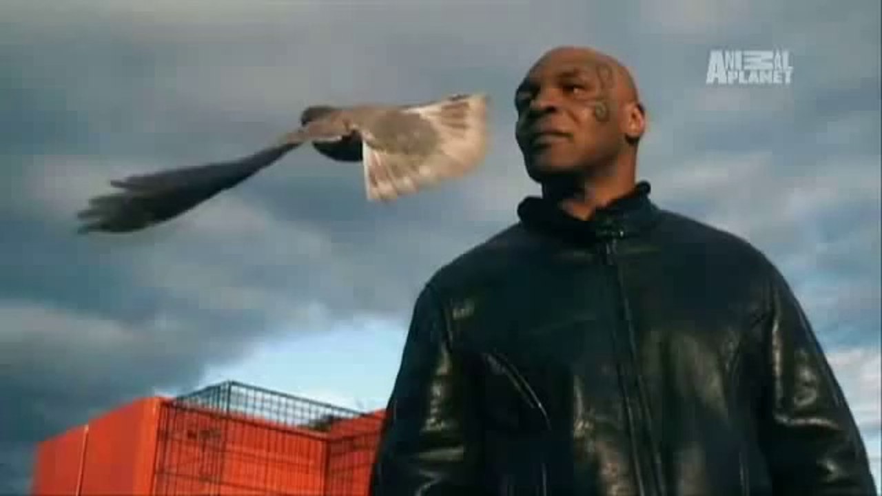 Taking On Mike Tyson (PIGEON) - A New Challenge