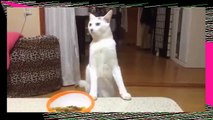 Japanese Cat Walks Backwards On Hind Legs