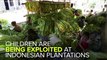 Thousands Of Children Exploited On Indonesian Plantations