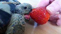 ---Turtle -_ Tortoise - A Funny Turtle And Cute Turtle Videos Compilation -- NEW HD -