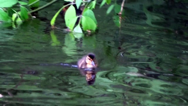 семейство уток