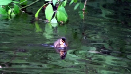 семейство уток