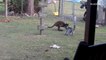 Lemur and Wallaby Play Tag