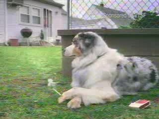 un chien qui fume et oui