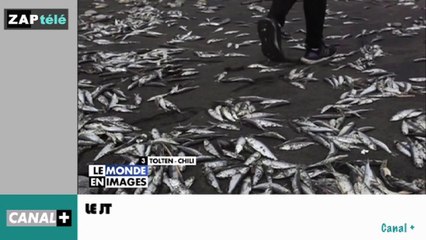 Zapping Télé du 17 mai 2016 - L'Homme contre la mouche !