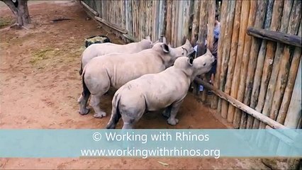 ---Baby Rhinos Cry When Their Milk Runs Out!