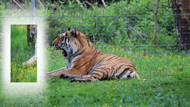 Parc des félins 2016